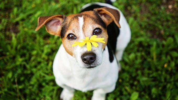 allergies in dogs